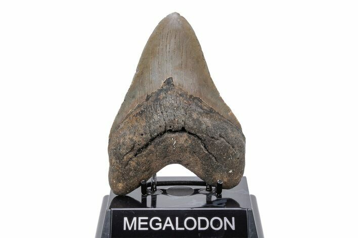 Fossil Megalodon Tooth - North Carolina #219956
